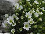 Cerastium julicum