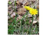 Navadni svinjak (Hypochaeris radicata), Gradišče pri Lukovici, Slovenija.