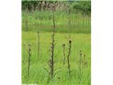 Cirsium palustre