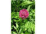 Predalpska detelja (Trifolium alpestre), Čaven, Slovenija.