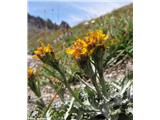 Sivi grint (Senecio incanus), Col de l'Iseran, Francija.