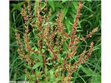 Klobčasta kislica (Rumex conglomeratum)