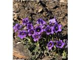 Planinska zvončica (Campanula alpestris), Cime de la Bonette, Francija, 2800 m. n. m.