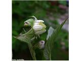 Malinjak (Rubus idaeus), Potok Grohat, Stahovica, slovenija.