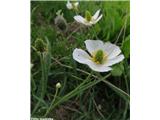 Pirenejska zlatica (Ranunculus pyrenaeus var. kuepferi), NP Gran Paradiso, Italija.