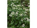 Grenka penuša (Cardamine amara)