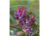 Corydalis solida