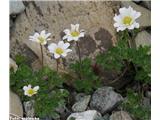 Mala vetrnica (Anemone baldensis), NP Gran Paradiso, Italija.