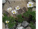 Mala vetrnica (Anemone baldensis)