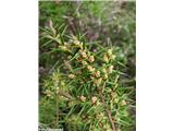 Navadni brin (Juniperus communis), Kamniški vrh, Slovenija. Moška socvetja.