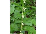 Vretenčasti salomonov pečat (Polygonatum verticillatum), dolina Korošice (Kamn. Bistrica), Slovenija.