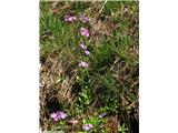 Moknati jeglič (Primula farinosa), Rateče-Tromeja, Slovenija.