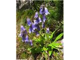 Campanula barbata