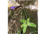 Navadna mastnica (Pinguicula vulgaris), Hotedršica, Slovenija.