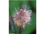 Lepki osat (Cirsium erisithales)