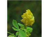 Trifolium aureum