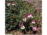 Alpska čeladnica (Scutellaria alpina subsp. alpina), Sierra Nevada, Španija.