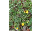 Gomoljasta zlatica (Ranunculus bulbosus), Zasavska Sveta gora, Slovenija.