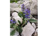 Dlakavi skrečnik (Ajuga genevensis), Sabotin, Slovenija.