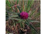 Predalpska detelja (Trifolium alpestre), Apenini, Italija.