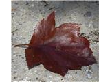 Brek (Sorbus torminalis)