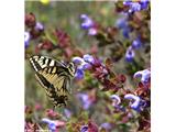 Salvia officinalis