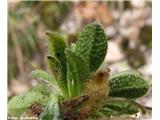 Nizki repnjak (Arabis bellidifolia)