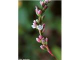 Polygonum persicaria