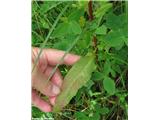 Klobčasta kislica (Rumex conglomeratum)