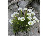 Skalna smiljka (Cerastium julicum), Košutnikov turn, Slovenija.