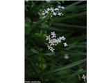 Galium elongatum