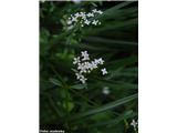 Podolgasta lakota (Galium elongatum)