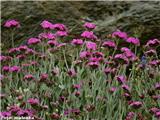 Jupitrova lučca (Lychnis flos-jovis), NP Gran Paradiso, Italija.