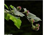 Gozdni repinec (Arctium nemorosum)