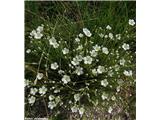 Lasasta črvinka (Minuartia capillacea), Kamniški vrh, Slovenija.