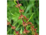 Rumex conglomeratum