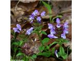 Navadna črnoglavka (Prunella vulgaris)