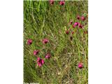 Krvavordeči klinček (Dianthus sanguineus), Kraški rob, Slovenija.