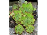 Velecvetni netresk (Sempervivum grandiflorum), žlezastodlakave listne rozete. Breuil-Cervinia, Italija.