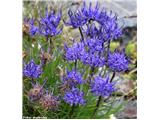 Polobli repuš (Phyteuma hemisphaericum), Stelvio, Italija.