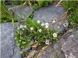 Saxifraga androsacea