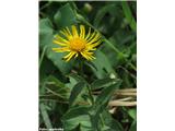 Vrbovolistni oman (Inula salicina), Slovenija.