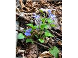 Gozdna vijolica (Viola reichenbachiana)