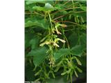 Acer pseudoplatanus