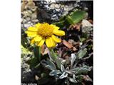 Hallerjev grint (Senecio halleri), NP Gran Paradiso, Italija.