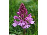 Anacamptis pyramidalis