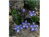 Ceniška zvončica (Campanula cenisia), NP Gran Paradiso, Italija.