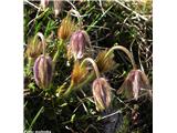 Spomladanski kosmatinec (Pulsatilla vernalis), bohinjske gore, Slovenija.