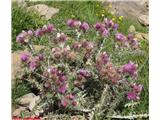 Pirenejski bodak (Carduus carlinoides), Circo de Pineta, Pireneji, Španija.