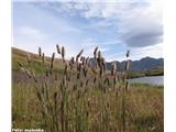 Alpski mačji rep (Phleum alpinum)